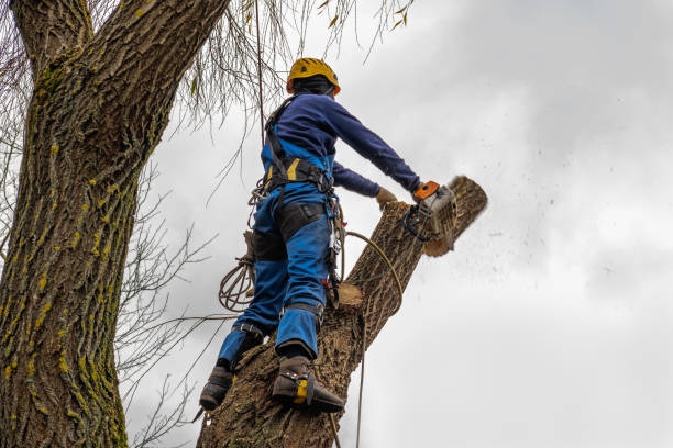 How Our Tree Care Process Works  in Harrisville, UT